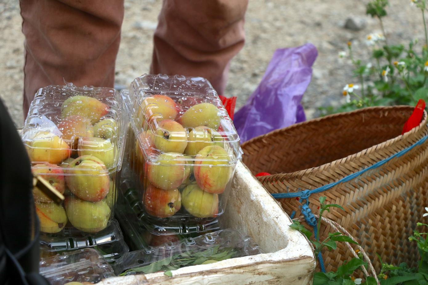 Cùng với đó, ngay phía ngoài các vườn mận là nơi chủ vườn đã hái sẵn mận, đào lông để bán cho ai có nhu cầu mua về làm quà.