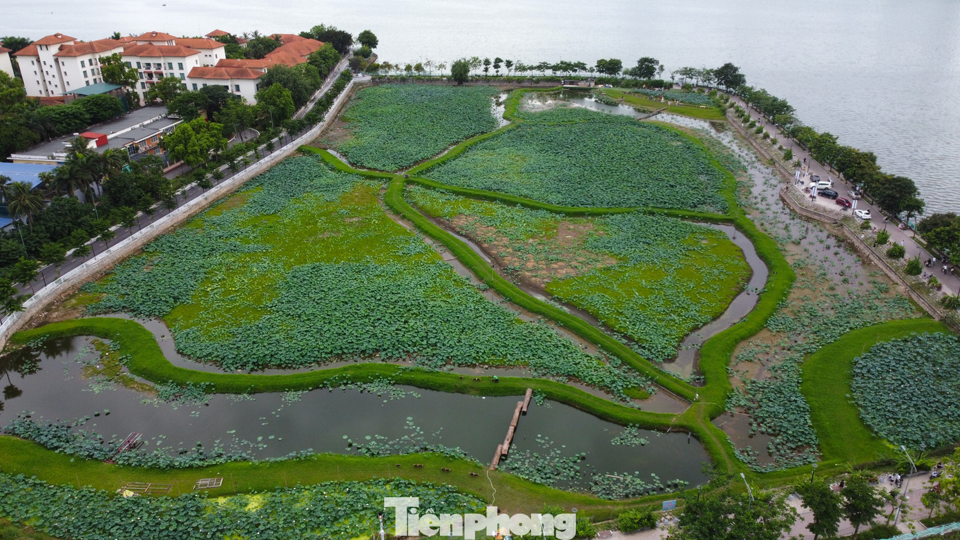 Trong mùa sen 2024, UBND quận Tây Hồ đã phối hợp với Viện Nghiên cứu rau quả và Trung tâm Khuyến nông thành phố Hà Nội thực hiện việc khôi phục lại giống sen bách diệp nằm trong dự án "Xây dựng mô hình mẫu sản xuất sen gắn với phát triển du lịch sinh thái theo chuỗi giá trị tại Tây Hồ - Hà Nội" được triển khai từ 17/2 đến 15/11.