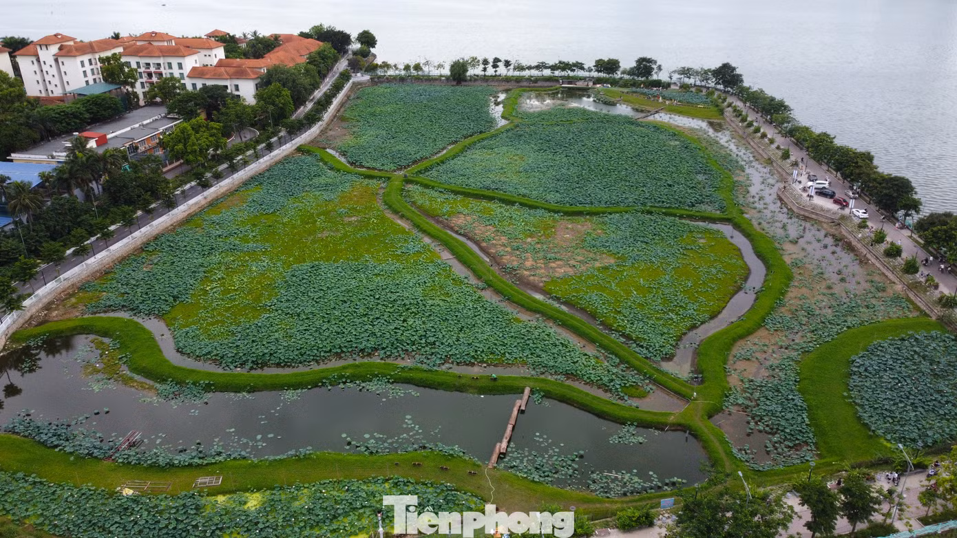 Trong mùa sen 2024, UBND quận Tây Hồ đã phối hợp với Viện Nghiên cứu rau quả và Trung tâm Khuyến nông thành phố Hà Nội thực hiện việc khôi phục lại giống sen bách diệp nằm trong dự án "Xây dựng mô hình mẫu sản xuất sen gắn với phát triển du lịch sinh thái theo chuỗi giá trị tại Tây Hồ - Hà Nội" được triển khai từ 17/2 đến 15/11.