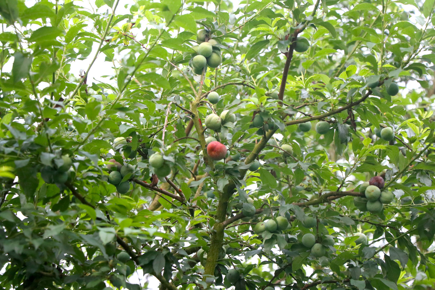 Ở Mộc Châu, mận chủ yếu được trồng là giống mận hậu, có cả các giống khác như tam hoa, mận róc hạt, mận cơm nhưng số lượng không nhiều.