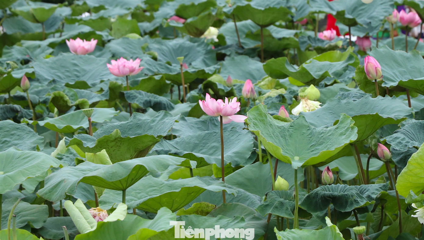 Sau nhiều nỗ lực khôi phục, giờ đây, dự án khôi phục giống sen quý để xây dựng mô hình sản xuất sen gắn với phát triển du lịch đã có những kết quả bước đầu.