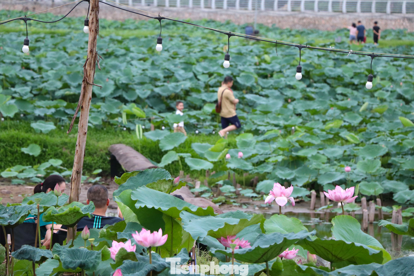 Dù chưa nở rộ nhưng các đầm sen ở khu vực hồ Tây đã thu hút nhiều bạn trẻ và gia đình đến tham quan, chụp ảnh.