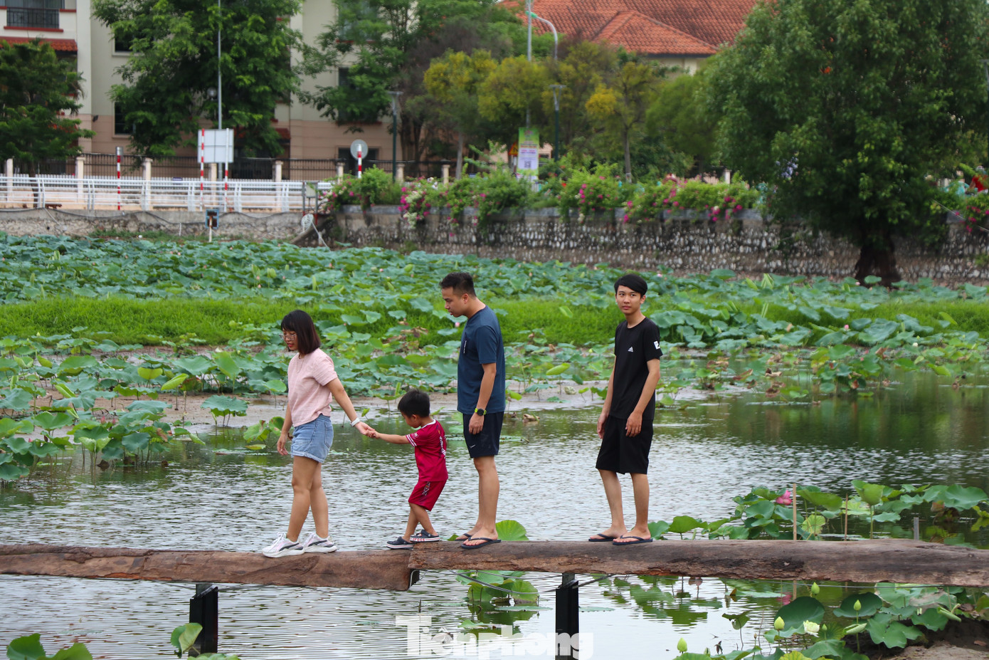 Ông Bùi Mạnh Hiếu - chủ các đầm sen bách diệp đang được khôi phục tại Hồ Tây cho biết, hiện tại các đầm sen đã phát triển tốt và bắt đầu ra hoa. "Hoa sen đầu vụ được lấy tại hồ đang được thu hoạch để ướp trà. Dự kiến nửa tháng nữa hoa sen tại đầm sẽ nở rộ và sẽ là điểm đến thu hút đông đảo người dân Thủ đô tới tham quan, trải nghiệm", ông Hiếu nhận định.