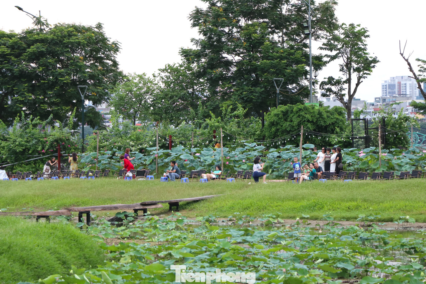 Mô hình trồng sen kết hợp với du lịch sinh thái được nhiều người dân thích thú, trải nghiệm.