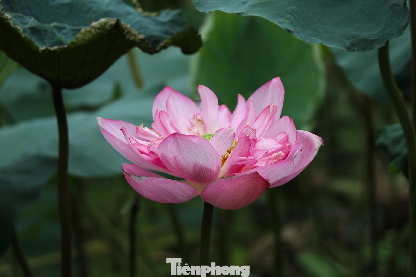 Giống sen Bách Diệp từ lâu đã được trồng ở các hồ nhỏ quanh khu hồ Tây. Giống sen này có tới 100 cánh và thường được dùng ướp trà sen thượng hạng. Theo Tiến sĩ Đặng Văn Đông, Phó Viện trưởng Viện nghiên cứu Rau quả Trung ương, sen Tây Hồ có đặc trưng về mùi thơm, chưa nơi nào có. Giống sen được khôi phục là những giống khoẻ của Tây Hồ, được trồng trong chậu và chăm sóc, xử lý với chế độ riêng.