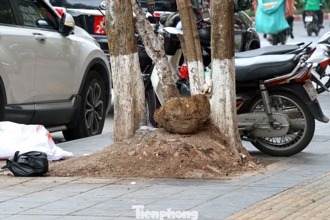 Dù nguy hiểm nhưng hàng cây xanh này không có giá đỡ, gốc cây không thể bám vào đất, dần đổ nghiêng xuống lòng đường.