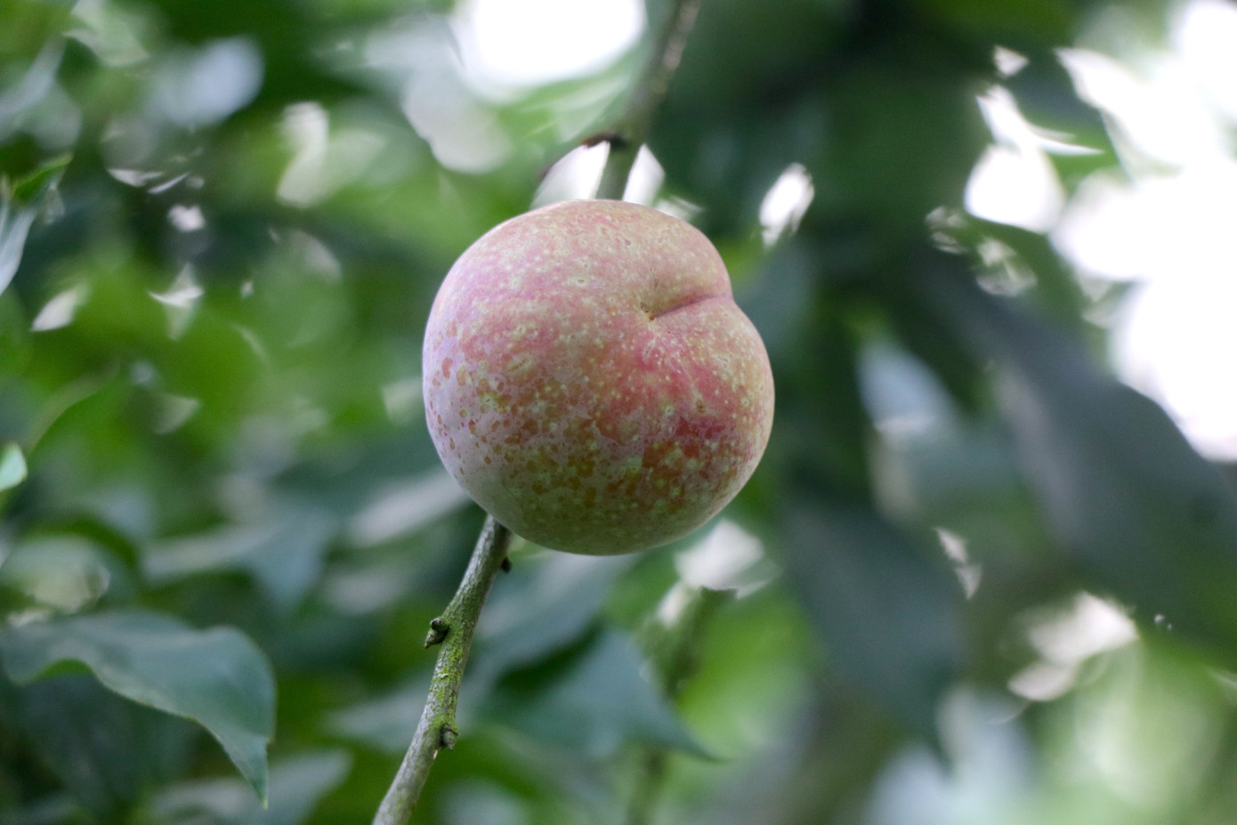 Tuy nhiên lượng khách đến vườn dần đông khi chuẩn bị vào chính vụ. Ngày cuối tuần, vườn mận của ông Huân cũng như nhiều nhà vườn tại đây đón hàng trăm lượt khách tới tham quan trải nghiệm, có thể thu về hàng triệu đồng mỗi ngày từ dịch vụ thăm vườn và bán quả.