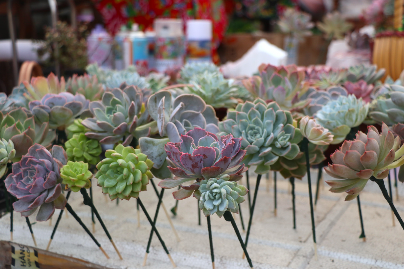 Xu hướng hiện nay, nhiều người lựa chọn cây xanh làm quà tặng vào ngày Quốc tế Phụ nữ 8/3. Xu hướng hiện nay, nhiều người lựa chọn cây xanh làm quà tặng vào ngày Quốc tế Phụ nữ 8/3.