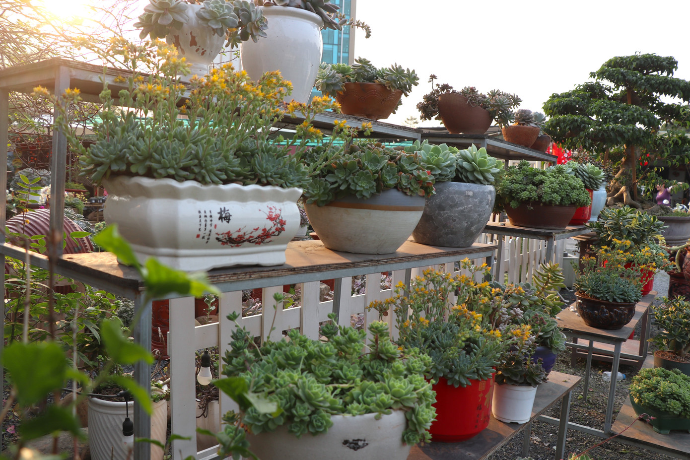 Sen đá cũng được coi là phương tiện trang trí đẹp mắt cho không gian sống hoặc làm việc, giúp tăng tính thẩm mỹ và tạo điểm nhấn cho không gian sống. Sen đá cũng được coi là phương tiện trang trí đẹp mắt cho không gian sống hoặc làm việc, giúp tăng tính thẩm mỹ và tạo điểm nhấn cho không gian sống.