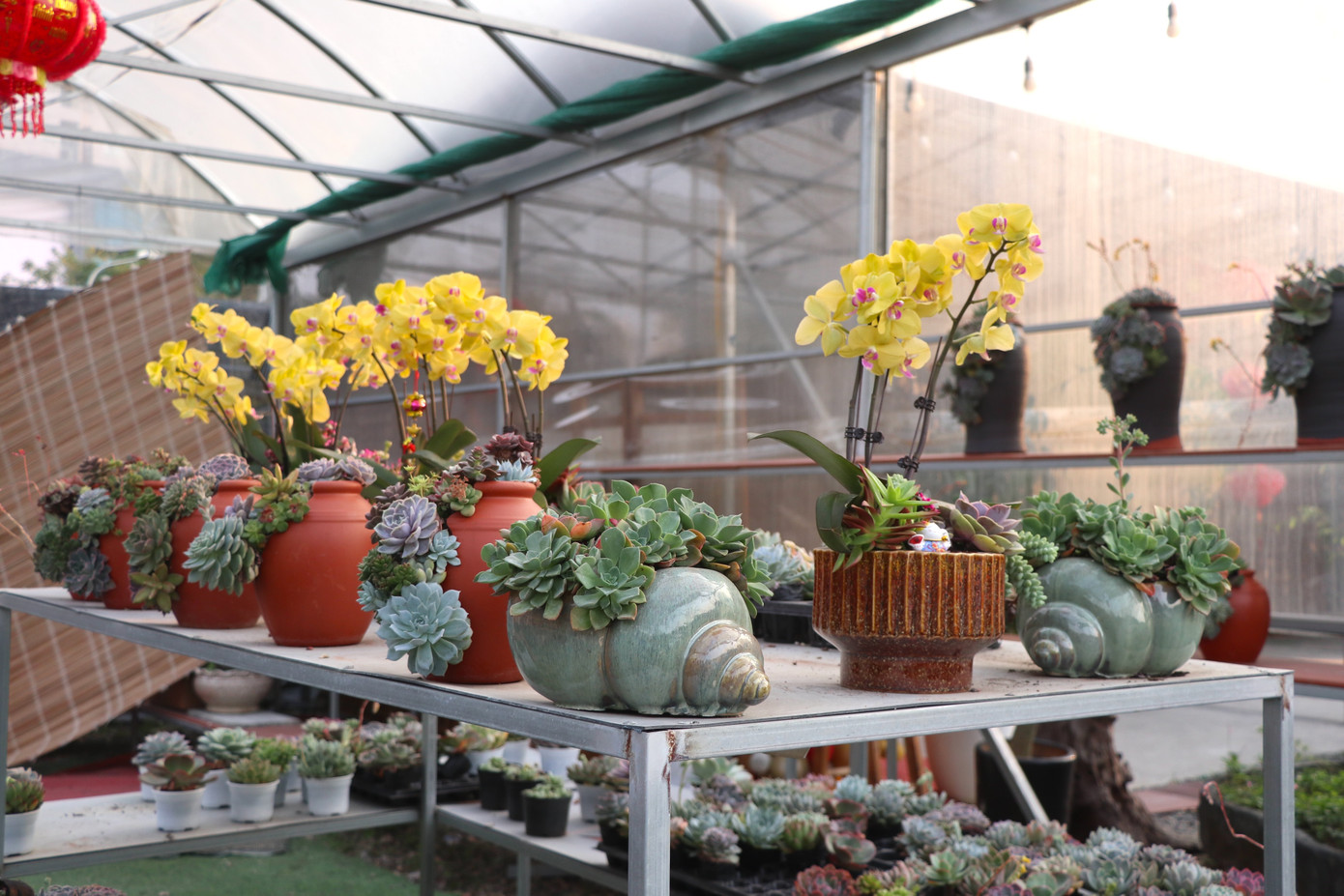 Đa dạng các sản phẩm từ sen đá kết hợp với hoa lan, tiểu cảnh. Đa dạng các sản phẩm từ sen đá kết hợp với hoa lan, tiểu cảnh.