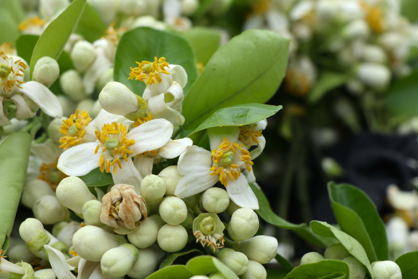 Hoa bưởi thường được mua về để lễ chùa, thắp hương, ướp trà, ướp, cắm cho thơm hoặc gội đầu.