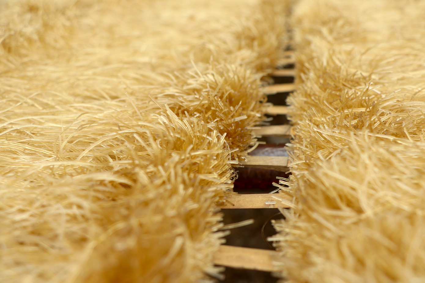 Những ngày này người dân tại làng miến Dương Liễu đều mong thời tiết ủng hộ, ít mưa để những mẻ miến sản xuất ra có thể phơi khô nhanh chóng kịp cung ứng ra thị trường.