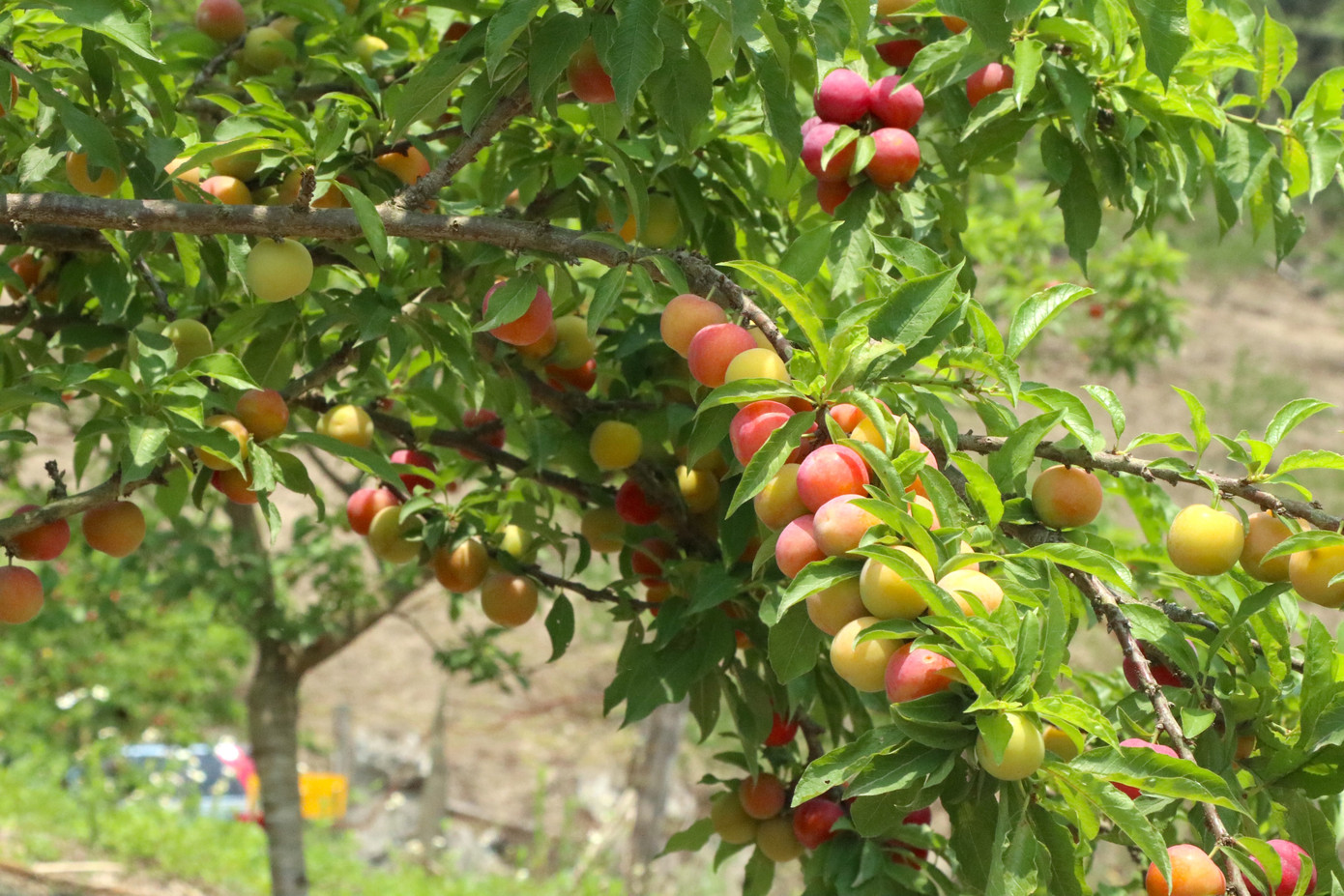 Do thời tiết không thuận lợi mà giá trải nghiệm dịch vụ cũng cao hơn so với mọi năm. Giá vào vườn cho mỗi người là 30.000 đồng và giá quả mận hái ra khỏi vườn là 40.000 đồng/kg thì năm nay giá vào vườn đã tăng lên 40.000 đồng/người và 70.000 đồng/kg mận mang về.