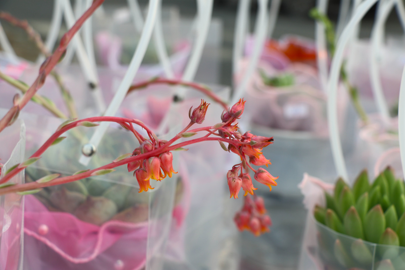 Trong phong thủy, cây sen đá có những cánh hoa được đan xen xếp vào nhau giống như hình đài của Quan Âm Bồ tát ngồi trên, vì thế mới mang ý nghĩa đem lại may mắn, cầu cho tài vận đến với người sử dụng. Lấy sen đá làm quà tặng còn thay cho lời động viên, cổ vũ và trân trọng ý chí phấn đấu của người nhận. Trong phong thủy, cây sen đá có những cánh hoa được đan xen xếp vào nhau giống như hình đài của Quan Âm Bồ tát ngồi trên, vì thế mới mang ý nghĩa đem lại may mắn, cầu cho tài vận đến với người sử dụng. Lấy sen đá làm quà tặng còn thay cho lời động viên, cổ vũ và trân trọng ý chí phấn đấu của người nhận.