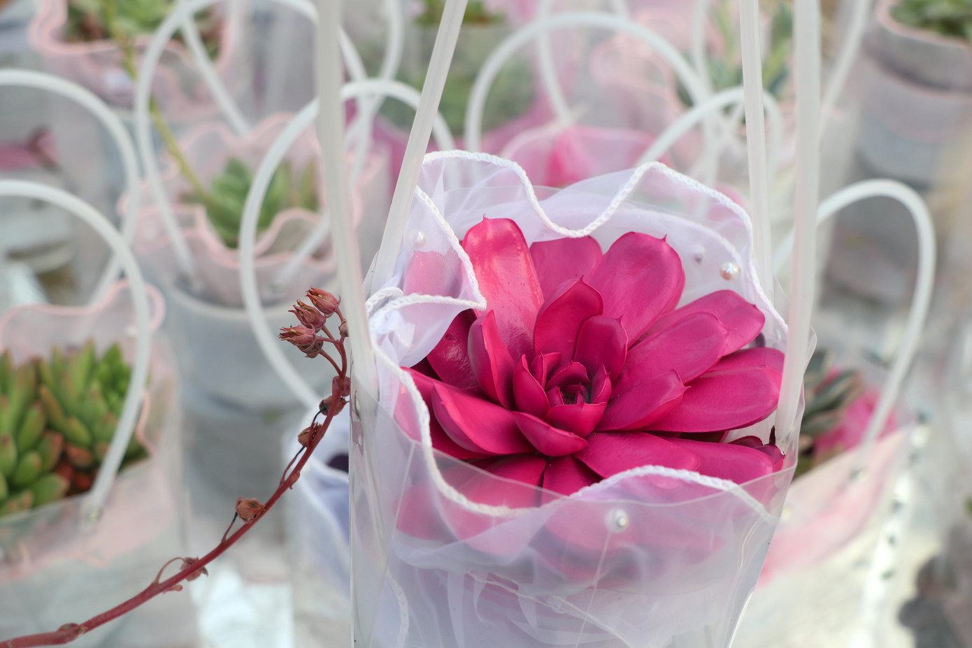 Sen đá được sơn màu bắt mắt là xu hướng quà tặng của năm nay. Sen đá được sơn màu bắt mắt là xu hướng quà tặng của năm nay.