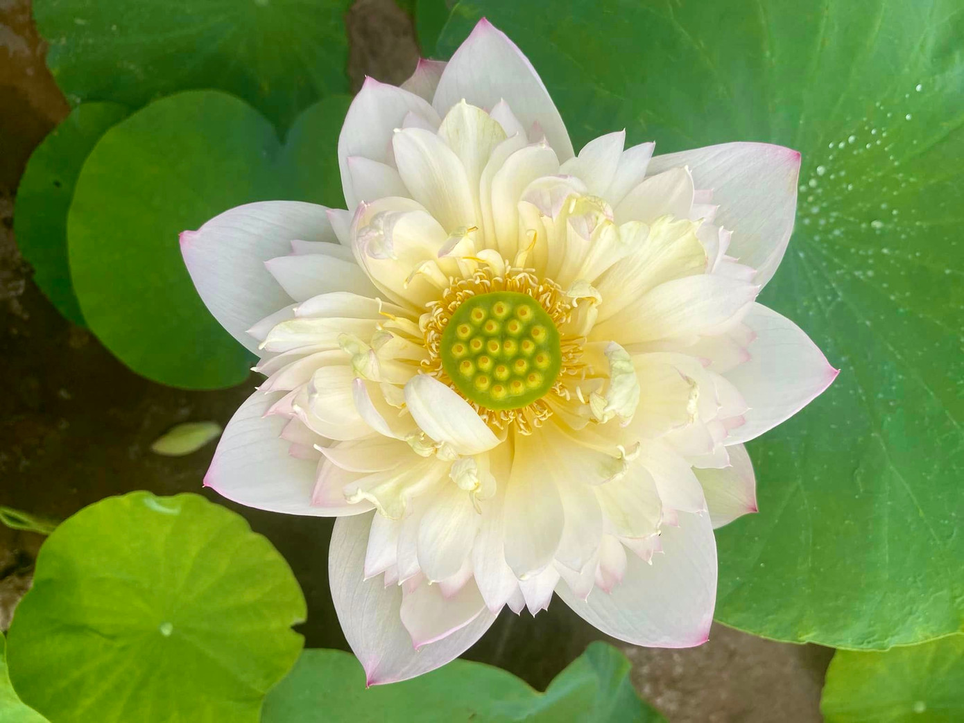 Sen sau khi thu hoạch được lựa chọn để bán cho các mối sỉ tại miền bắc. Giá hoa sen đầu vụ tại gốc từ 80.000 - 200.000 đồng/chục bông.