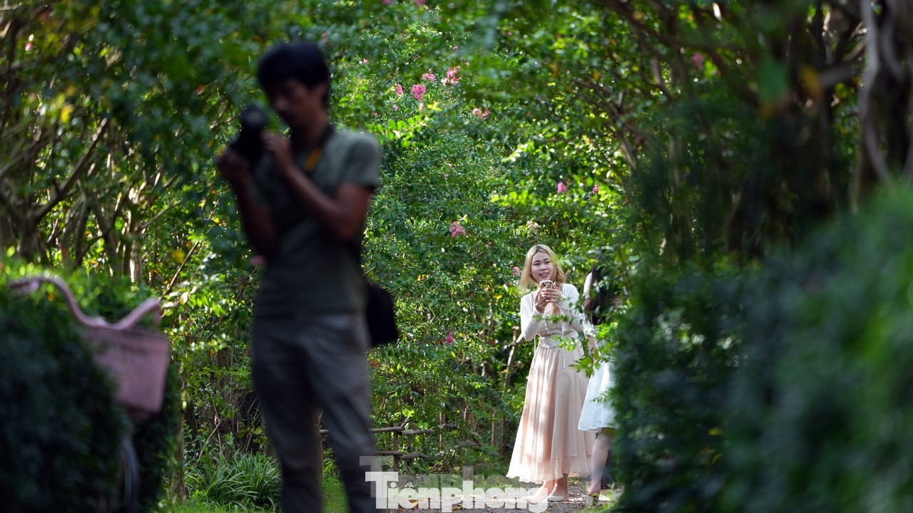 Tại đây có khoảng 100 gốc cây tuổi đời từ 13 - 15 năm được trồng thành một con đường nhỏ. Mỗi năm vào dịp này, hai bên đường xanh mát, những bông hoa rơi rụng tạo thành một thảm đỏ giữa đường đi, tạo cảm giác lãng mạn - Ảnh: Hoàng Mạnh Thắng