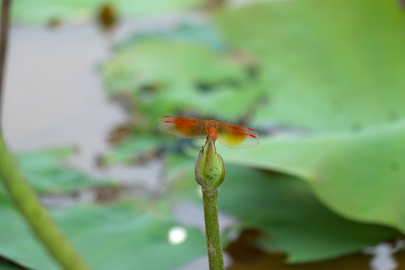 Cây sen có thể trồng và cho hiệu quả kinh tế cao tại những vùng ao hồ và đất trũng thấp không phù hợp trồng lúa và các loại rau màu khác. Để đạt năng suất cao, người trồng phải có kỹ thuật, chọn được cây giống tốt, đất trồng sen được chuẩn bị kỹ trước khi xuống giống.