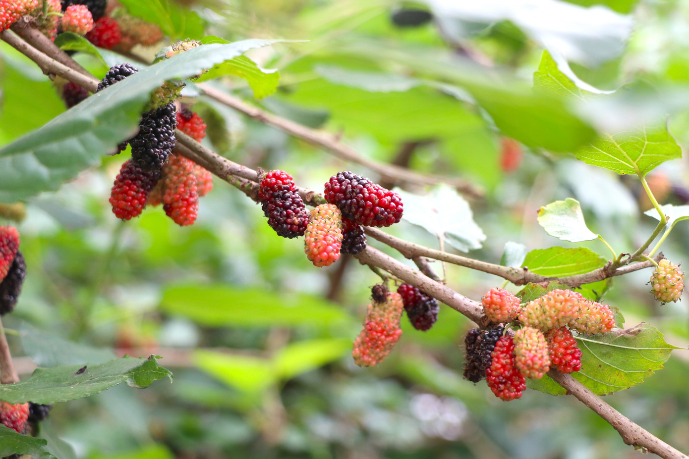 Từ giữa tháng 3, trái dâu dần ngả màu và chín mọng, đó là lúc các chủ vườn tại đây bắt đầu một mùa thu hoạch.