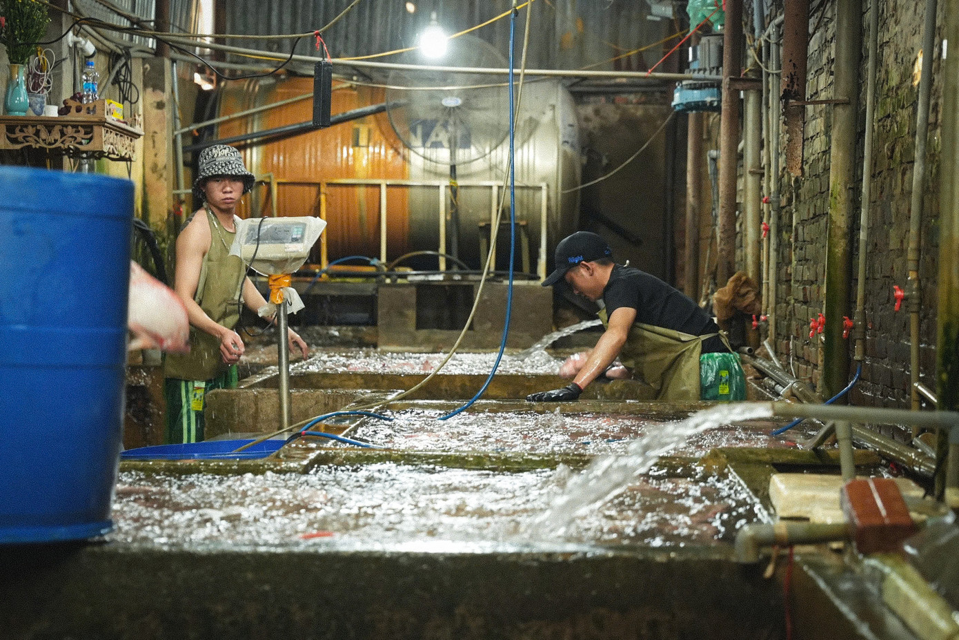 Theo ghi nhận của PV Tiền Phong trong ngày 26/6, đa số các gian hàng cá tại khu chợ đều tối tăm với không gian chật hẹp. Theo ghi nhận của PV Tiền Phong trong ngày 26/6, đa số các gian hàng cá tại khu chợ đều tối tăm với không gian chật hẹp.