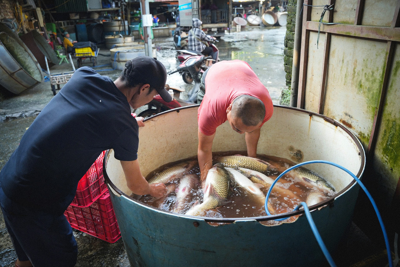 Trung bình mỗi ngày lượng cá giao dịch ở đây khoảng 60-70 tấn. Trung bình mỗi ngày lượng cá giao dịch ở đây khoảng 60-70 tấn.