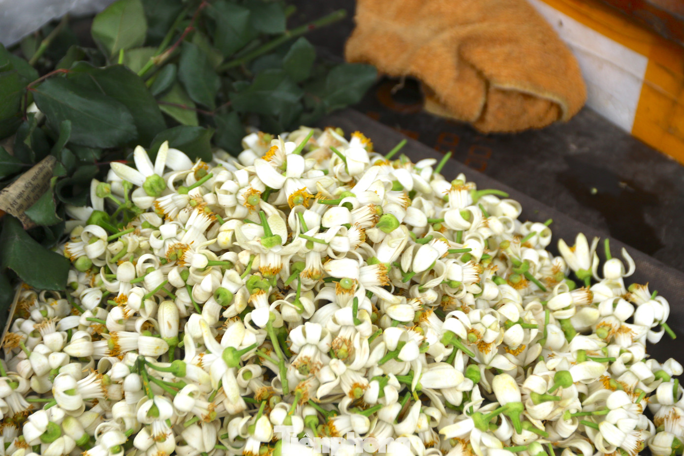 Hoa rời tuyển chọn được giao bán với giá 450.000 đồng/1kg.