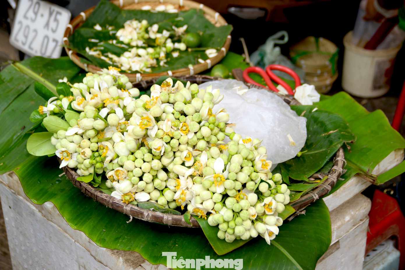 Dù là một loại hoa thôn quê nhưng hoa bưởi lại có giá đắt hơn nhiều loại hoa khác vì khó bảo quản, mất nhiều công ngắt. Hoa bưởi có một đặc thù đó là chỉ nở khi còn trên cây, khi hái xuống trừ nụ đã hơi hé, còn lại đều không thể tiếp tục nở.