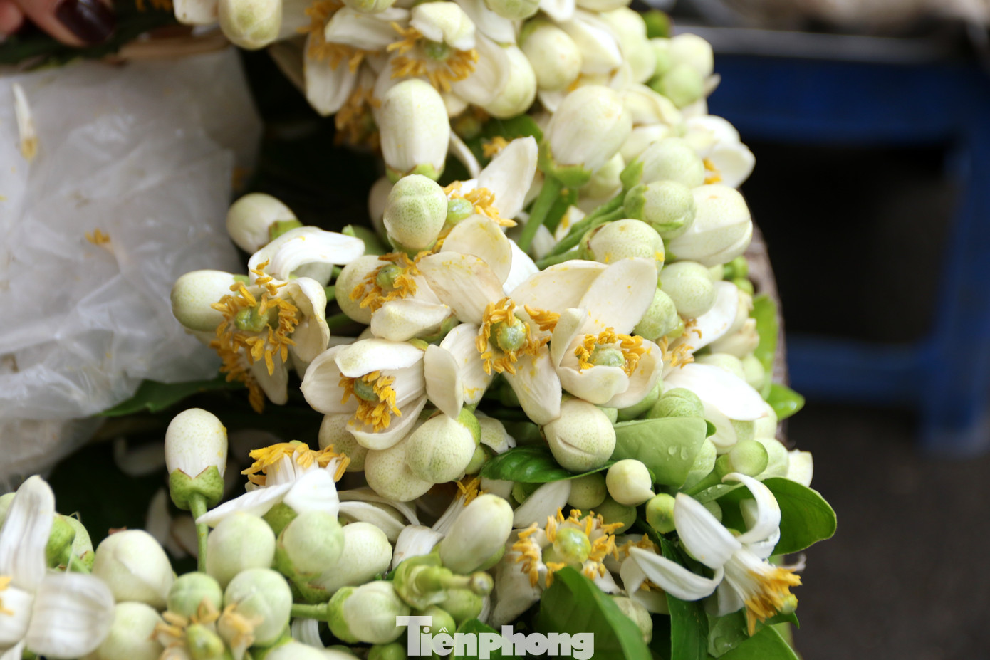 Dù là một loại hoa thôn quê nhưng hoa bưởi lại có giá đắt hơn nhiều loại hoa khác vì khó bảo quản, mất nhiều công ngắt. Hoa bưởi có một đặc thù đó là chỉ nở khi còn trên cây, khi hái xuống trừ nụ đã hơi hé, còn lại đều không thể tiếp tục nở.