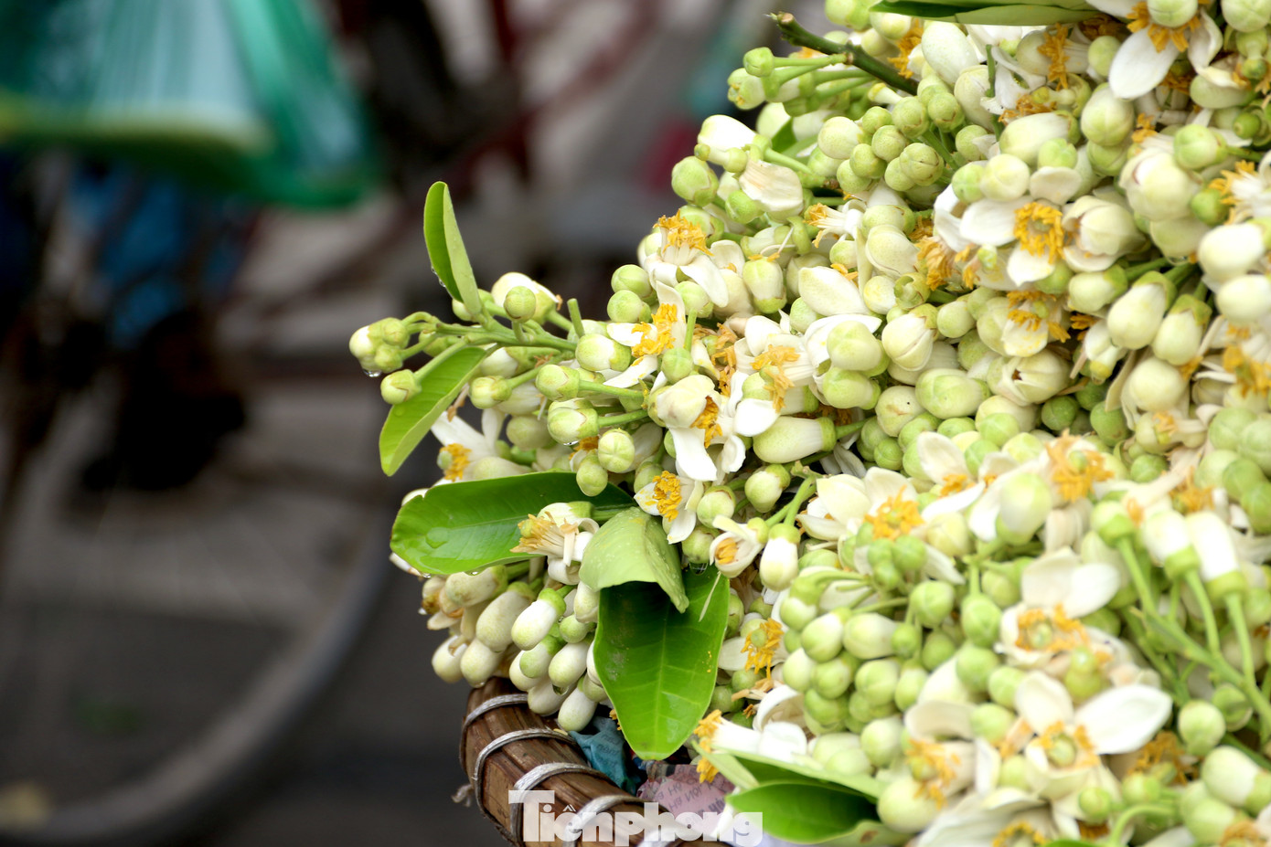 Dù là một loại hoa thôn quê nhưng hoa bưởi lại có giá đắt hơn nhiều loại hoa khác vì khó bảo quản, mất nhiều công ngắt. Hoa bưởi có một đặc thù đó là chỉ nở khi còn trên cây, khi hái xuống trừ nụ đã hơi hé, còn lại đều không thể tiếp tục nở.
