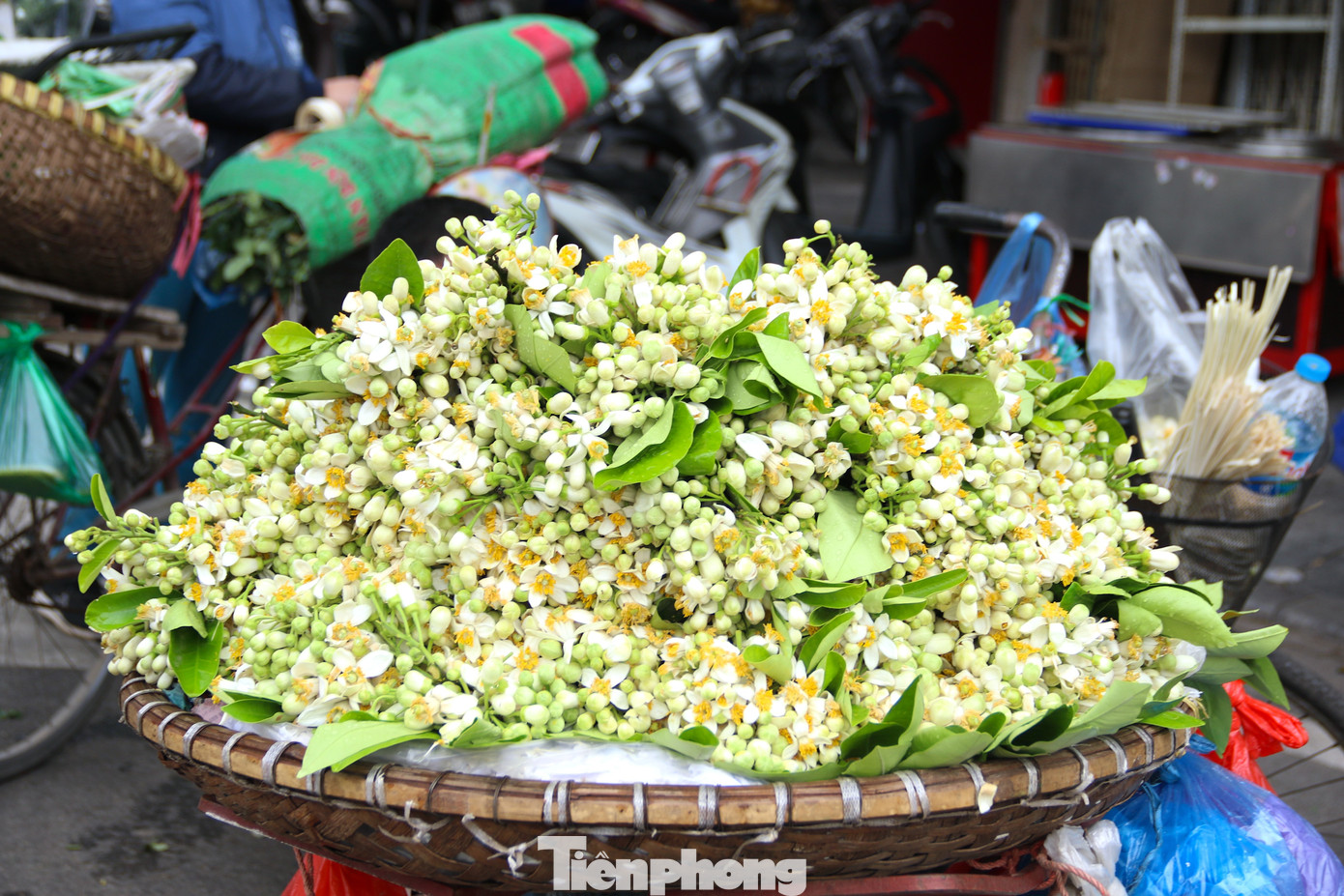 Mùa hoa bưởi chỉ kéo dài khoảng 1 tháng, người dân ưa chuộng nên có giá bán cao, thậm chí ngang với các loại hoa ngoại nhập. Theo một số tiểu thương chuyên buôn bán hoa, cứ sau Tết họ sẽ nhập hoa bưởi về bán. Việc bán hoa bưởi có thể giúp họ bỏ túi tiền triệu mỗi ngày.