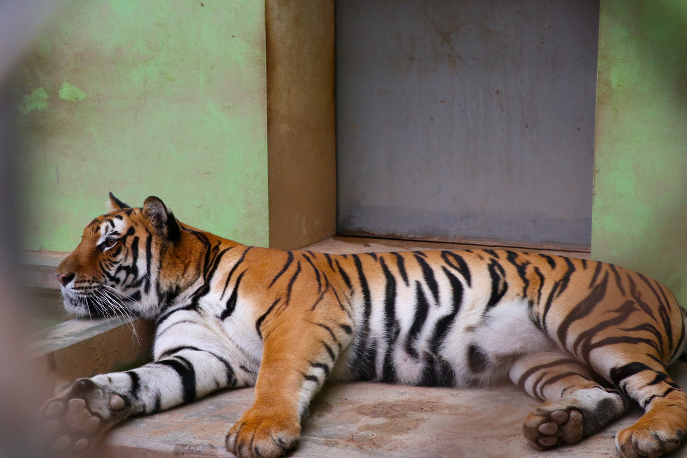 Sau hơn một năm được Vườn thú Hà Nội tiếp nhận chăm sóc, 8 con hổ còn sống sau "giải cứu" tại Nghệ An đến nay đều khỏe mạnh và đang được các nhân viên, chuyên gia cho làm quen dần với môi trường tự nhiên.