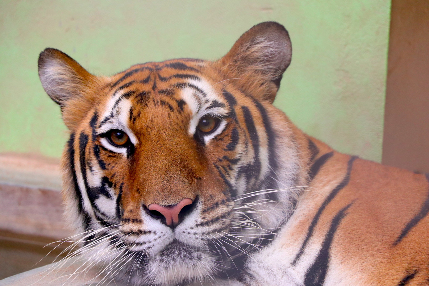 Trước đó, ngày 4/8/2021, lực lượng chức năng Nghệ An ập vào bắt quả tang 2 gia đình ở xã Đô Thành đang nuôi nhốt 17 cá thể hổ Đông Dương. Những cá thể hổ này đã trưởng thành, có trọng lượng 225kg - 265kg.