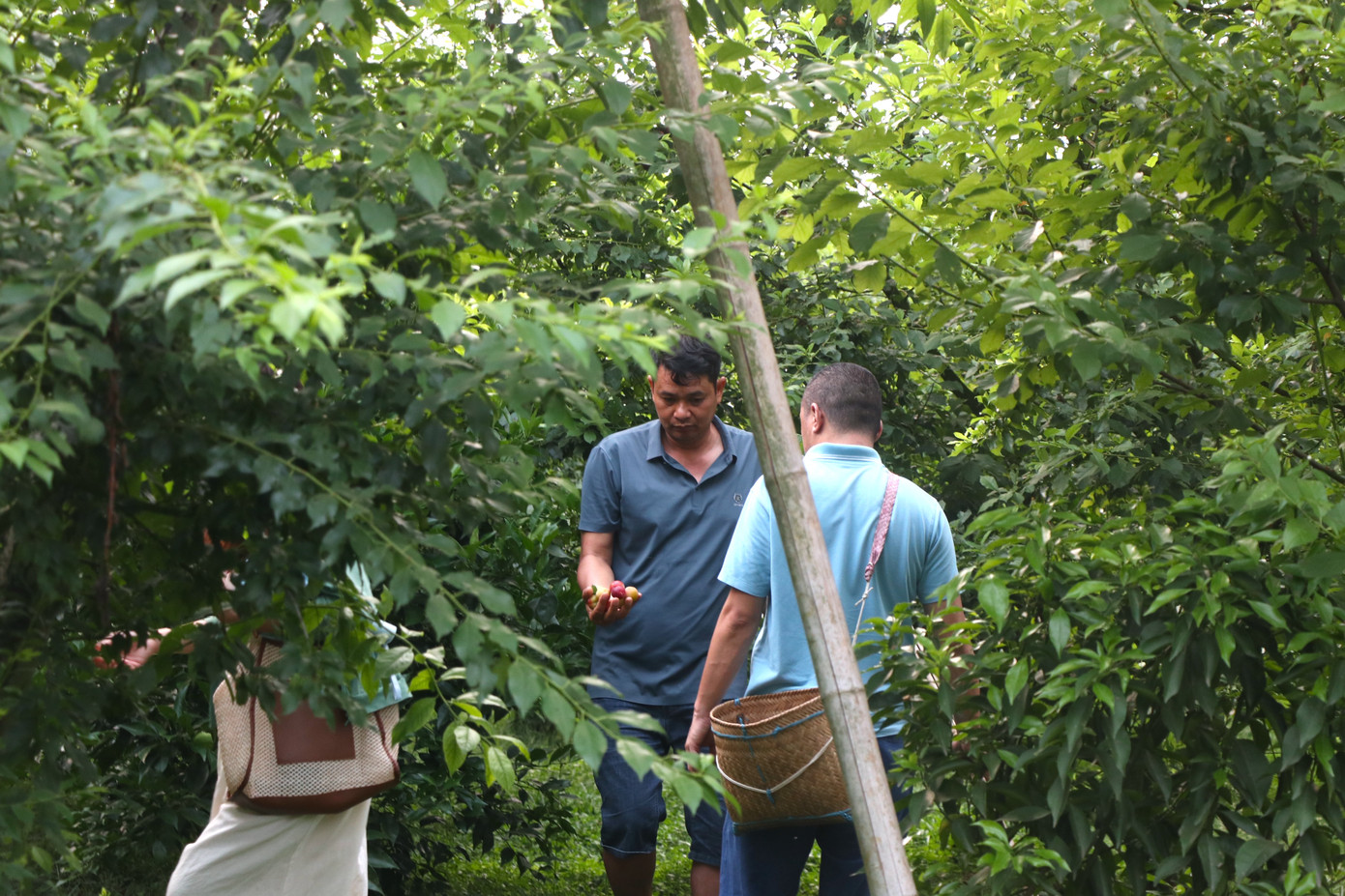 Là chủ của vườn mận hơn 2 ha, ông Huân (xã Tân Lập, thị trấn Nông trường Mộc Châu) cho biết năm nay, do xảy ra mưa đá vào thời điểm trái mận non gây rụng nhiều nên đa số các vườn mận tại thung lũng không được sai quả như mọi năm, chất lượng giảm nhiều và giá vào vườn hái quả, giá mua mận về cũng vì thế mà tăng cao hơn năm trước.