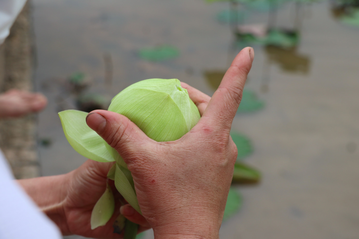 Hiện nay, thị trường ưa chuộng nhất là giống sen Thái bởi đặc tính bền đẹp, bông to và chơi được bền.