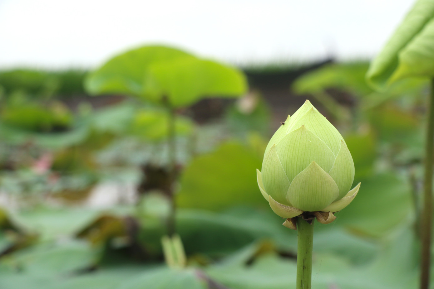 Sen được các nhà vườn lựa chọn ươm trồng sớm thường là sen Bách diệp và sen Thái (sen super lotus) do đặc tính thích nghi tốt, có thể gieo trồng sớm hơn sen truyền thống.