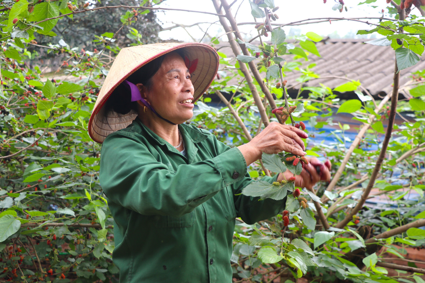 Hàng năm, vào khoảng cuối tháng 3, đầu tháng 4, những vườn dâu tằm tại các huyện ngoại thành Hà Nội bắt đầu chín. Thời điểm này, tại các nhà vườn đều tấp nập người mua, kẻ bán.