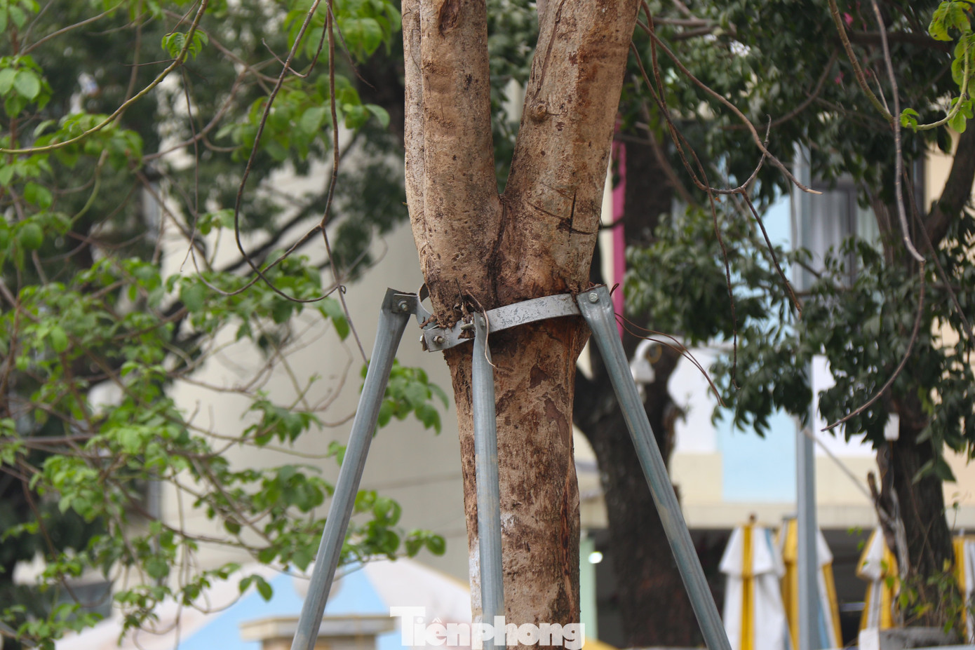 Chiếc vòng sắt ghim chặt vào thân cây. Chiếc vòng sắt ghim chặt vào thân cây.