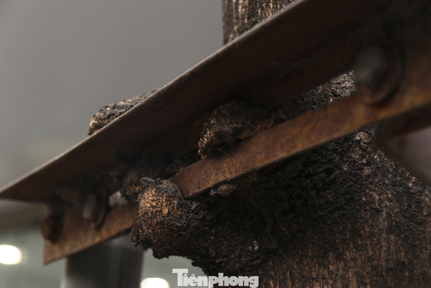 Vốn là thứ "hỗ trợ" cây đứng vững, nay những vòng sắt này trở thành gông cùm, kìm hãm sự phát triển của cây. Vốn là thứ "hỗ trợ" cây đứng vững, nay những vòng sắt này trở thành gông cùm, kìm hãm sự phát triển của cây.