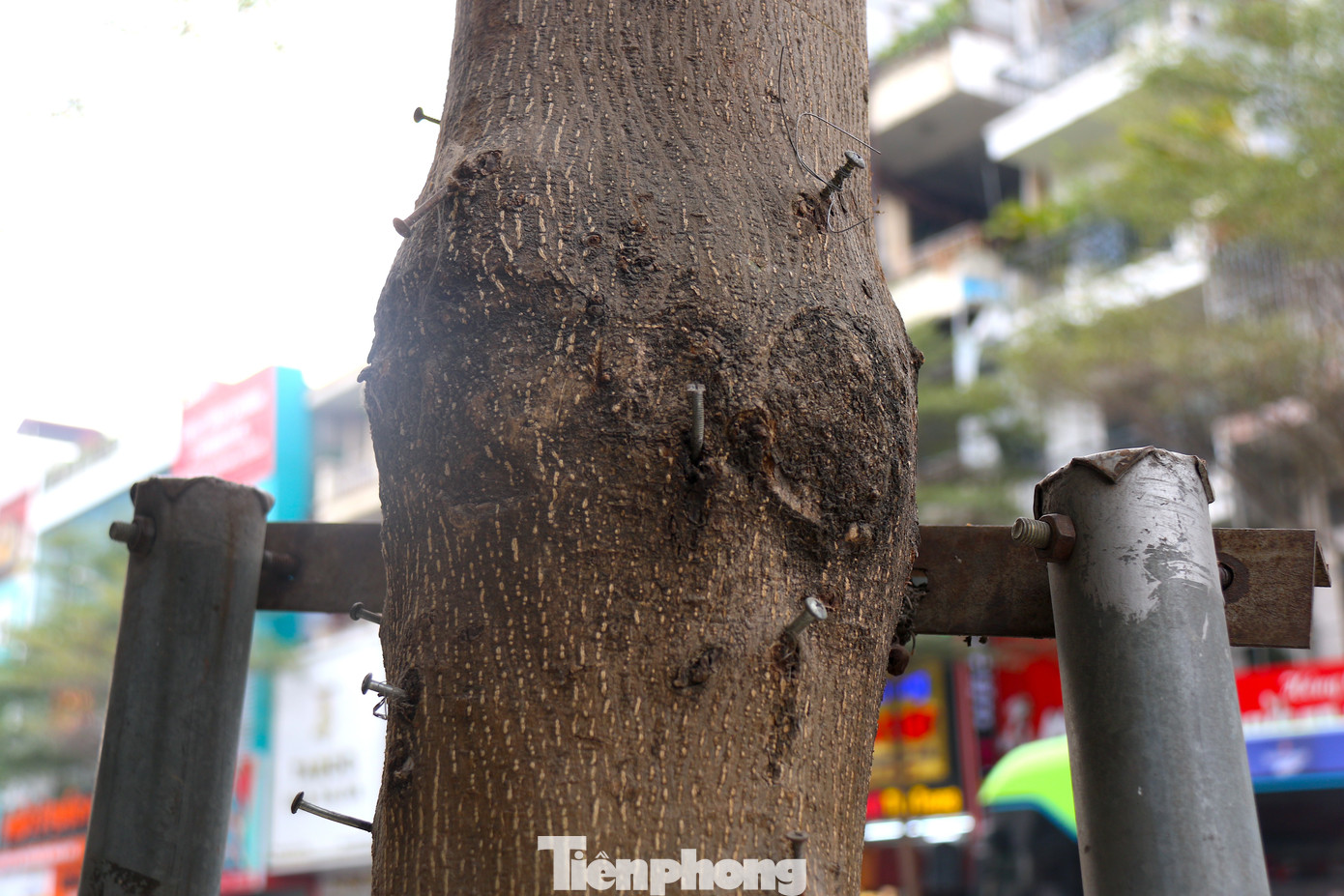 Những chiếc đinh sắt cắm vào thân cây. Những chiếc đinh sắt cắm vào thân cây.