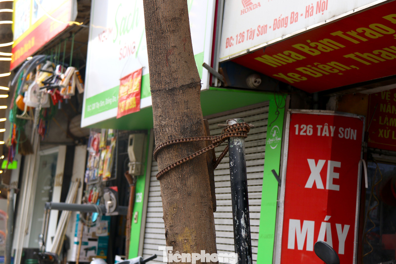 Đai gông bị gãy, nhiều cây được cố định lại bằng dây thép, dây điện siết chặt cọc sắt vào thân cây. Với cách làm tạm bợ như vậy, nhiều người dân cho rằng, cọc sắt sẽ không phát huy tác dụng chống đỡ cây. Đai gông bị gãy, nhiều cây được cố định lại bằng dây thép, dây điện siết chặt cọc sắt vào thân cây. Với cách làm tạm bợ như vậy, nhiều người dân cho rằng, cọc sắt sẽ không phát huy tác dụng chống đỡ cây.