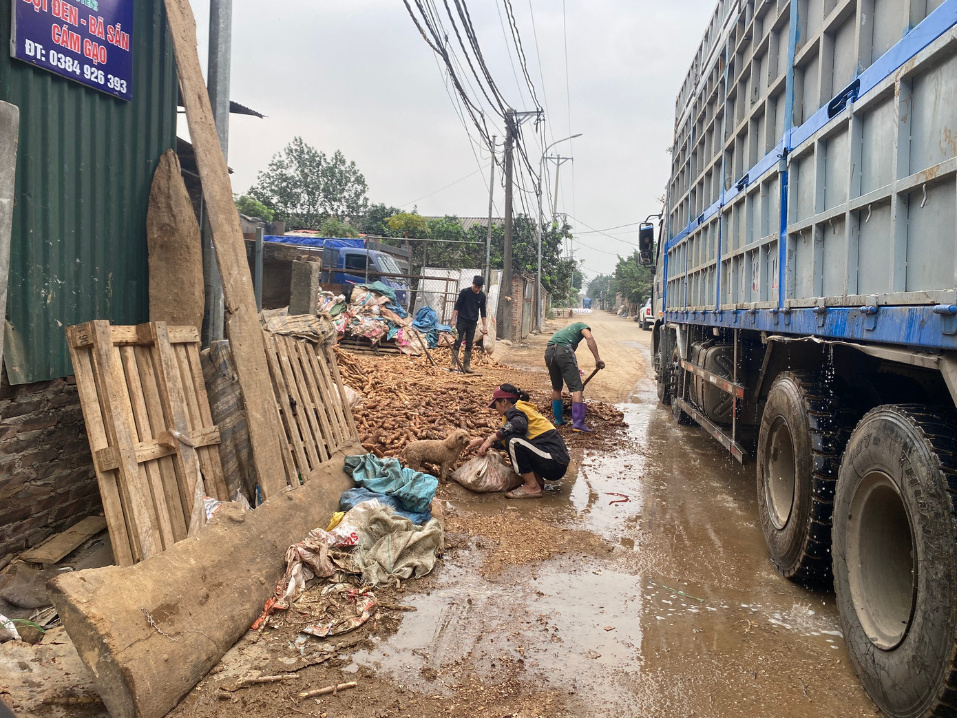 Củ dong, sắn được thu hoạch ồ ạt, chất thành đống to ngay từ đầu làng đến các sân bãi ở mỗi nhà dân. Nguyên liệu để ở bất cứ đâu: dưới đất, trước cửa lối ra vào. Các xe chở bã sắn, dong chảy nước hôi thối lênh láng khắp đường.