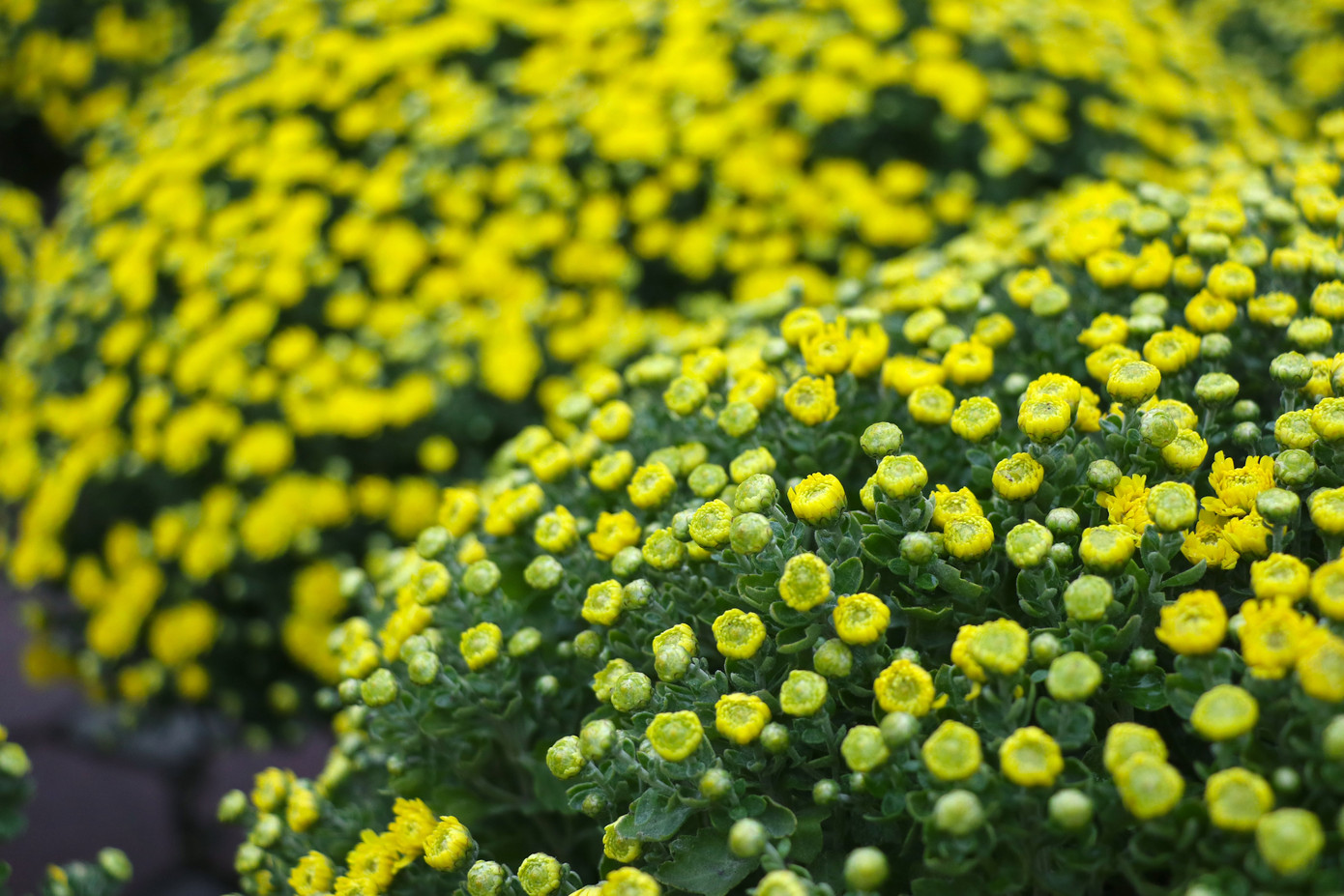 Loài hoa này được ưa chuộng vì dễ chăm sóc, hoa nhiều, bền màu. Loài hoa này được ưa chuộng vì dễ chăm sóc, hoa nhiều, bền màu.