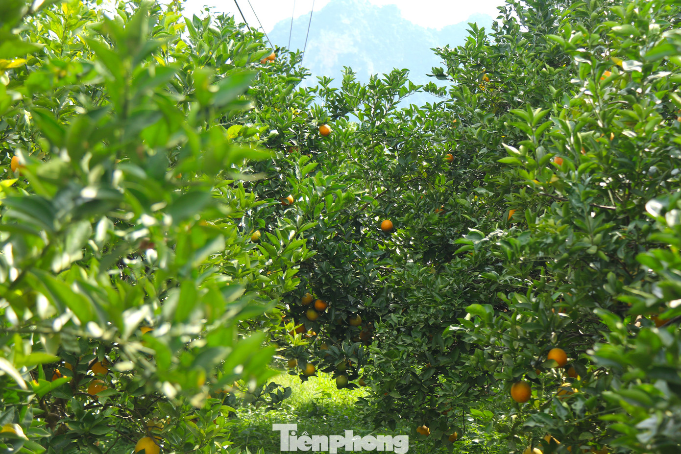 Những ngày cuối năm, người nông dân ở vùng trồng cam Cao Phong phấn khởi bởi cam năm nay được mùa, được giá.