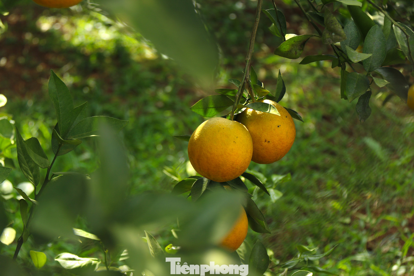Theo thông tin của Chi cục Trồng trọt và Bảo vệ Thực vật tỉnh Hoà Bình, sau 40 năm, Hòa Bình mới tái xuất khẩu lại được 7 tấn cam sang thị trường Anh. Riêng trong năm 2024, địa phương đang có kế hoạch xuất khẩu 25 tấn sản phẩm để chào thị trường Malaysia.