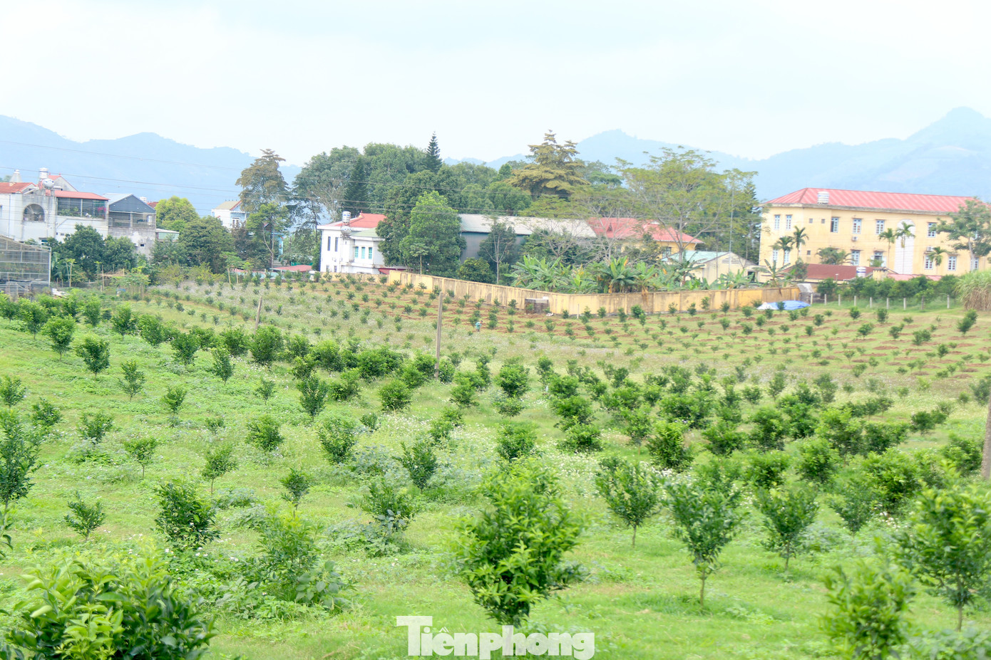 Mô hình cánh đồng mẫu về tái canh cây cam huyện cao phong được kỳ vọng sẽ là giải pháp để nâng cao hiệu quả kinh tế cho loại cây có múi này. Chất lượng và sản lượng vượt trội của cam Cao Phong năm nay.