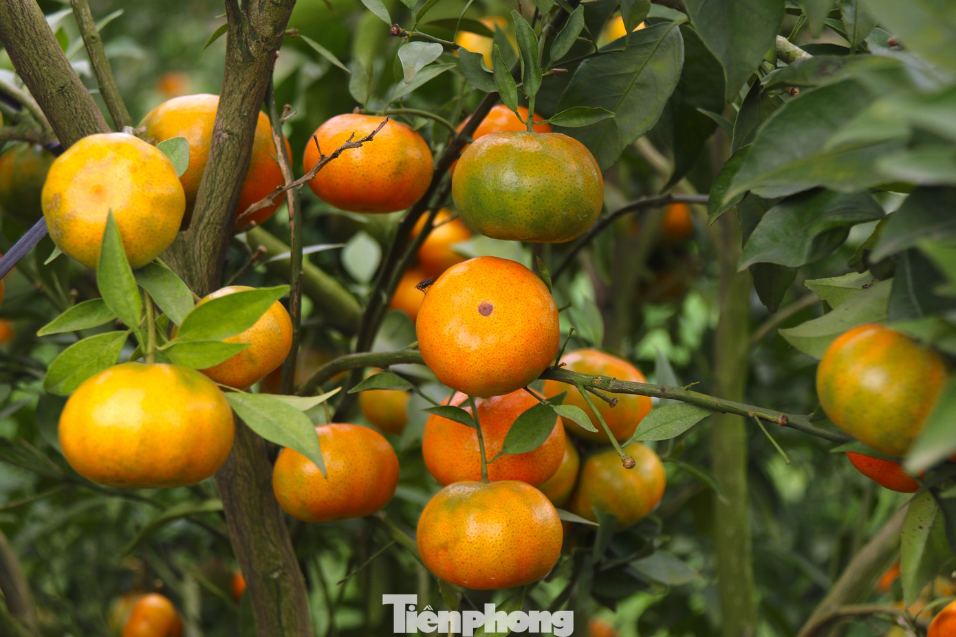 Theo ông Nguyễn Hồng Yến, Chi cục Trưởng Chi cục Trồng trọt và Bảo vệ Thực vật tỉnh Hoà Bình, toàn huyện Cao Phong có 1800 ha cây có múi cả cam và bưởi, quýt, chanh, chiếm phần lớn là cây cam với diện tích 1500 ha. Trong năm 2024, địa phương duy trì sản lượng trên 105 nghìn tấn. "Trong vòng 2 năm trở lại đây có nhiều diện tích tại địa phương đã được tái canh và đang ổn định, có xu hướng phát triển. Mục tiêu 1500 ha đến hết 2025 là hoàn toàn đạt được với những cánh đồng mẫu với quy mô của cái vườn nó thuần loài", ông Yến nhận định.