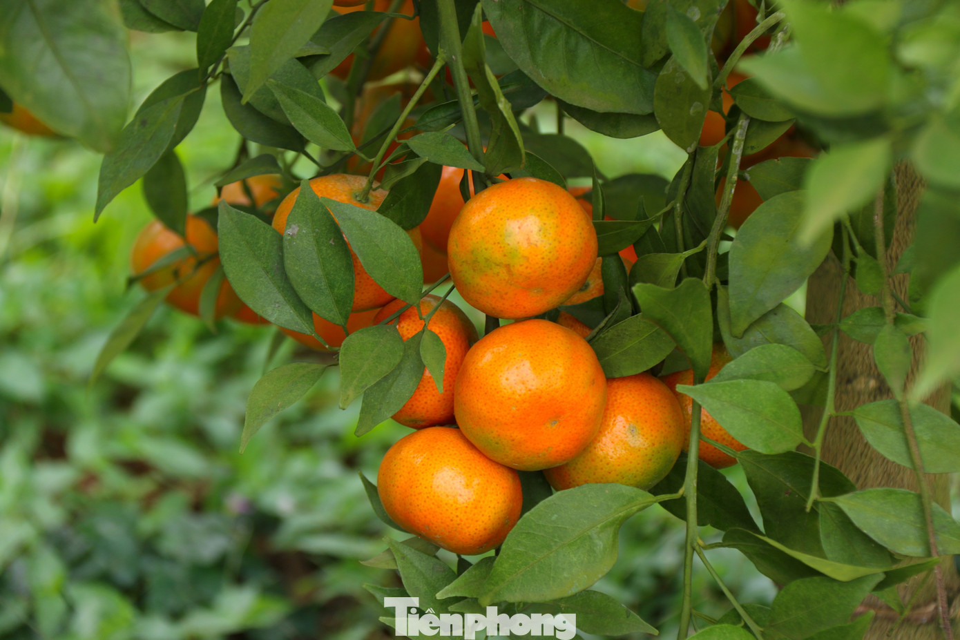 Những quả cam sạch được trồng hữu cơ có mẫu mã bắt mắt tại các vườn cam ở Hoà Bình.