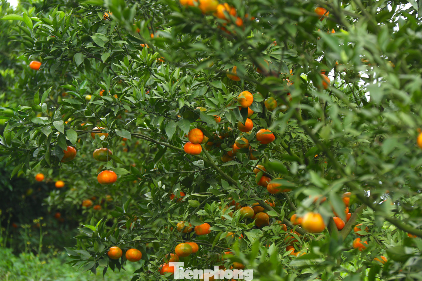 Hiện nay, tỉnh đang triển khai Mô hình cánh đồng mẫu tái canh cây cam tại huyện Cao Phong với quy mô 13,98 ha, với 32 hộ tự nguyện tham gia thực hiện mô hình.