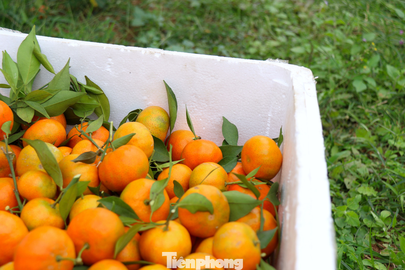 Chất lượng và sản lượng vượt trội của cam Cao Phong năm nay.