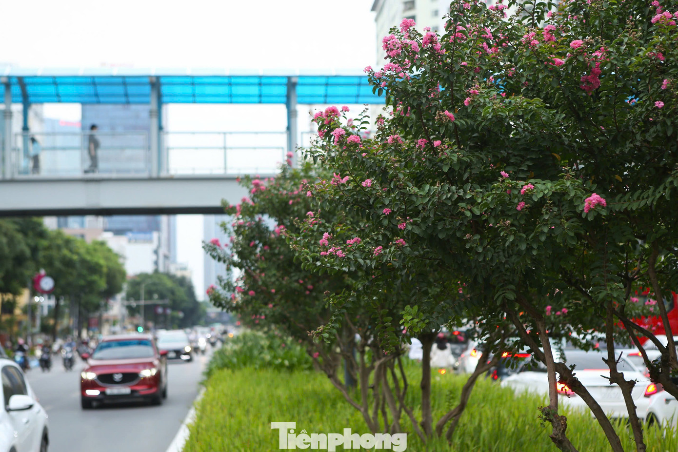 Những ngày đầu tháng 8, hoa tường vi đang độ bung nở rực rỡ khoe sắc lung linh trong lòng Thủ đô.